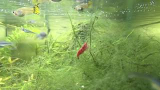 NOPD의 물생활 Have Korean Freshwater fishes, cherry shrimp 체리새우 키우기