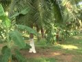 central plantation crops research institute cpcri tamil part 1