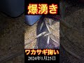 【爆湧き】ワカサギ大漁！獲れすぎてヤバい！ 琵琶湖 ワカサギ掬い 2024.1.15