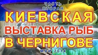 КИЕВСКАЯ ВЫСТАВКА РЫБ в Чернигове 2часть