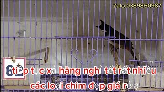 24/01: tiếp tục xả hàng nghỉ tết rất nhiều loại chim chim cảnh đẹp giá rẻ:0389860987