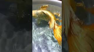 Beaitiful Golden fish Ocean Animals Video #OceanAnimalsVideo