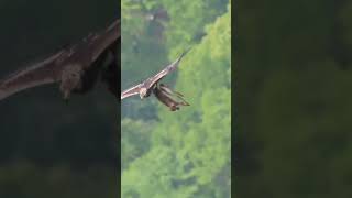 Бүркіт😱 #animals #eagle #viralvideo #shorts