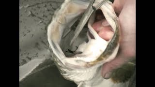 How to Safely Unhook a Pike - fishing for northern pike esox lucius predator teeth fish forceps