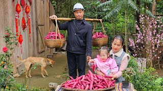 Husband \u0026 Wife Harvest Sweet Potatoes Together – The Joy of Family Gardening | Ly Phuc An