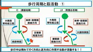 No.7 立位・歩行(立脚期)と筋活動の関係性！！