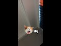 【凯文呐】凯文：猛犬撒娇了解一下 阿拉斯加犬 家有萌宠 shorts