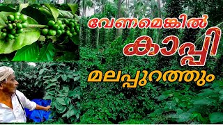 രണ്ടേക്കറിൽ ആയിരകണക്കിനു കാപ്പി തൈകൾ|Coffee cultivation|#good#coffee#cultivation#kerala #malappuram