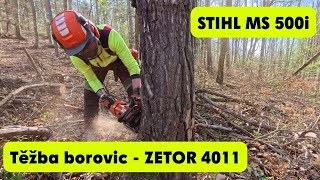 ZETOR 4011 - STIHL MS 500i  a těžba borovic s Dominikem