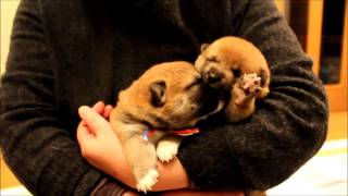 柴犬クーニー(82)　顔かみかみ Shiba-Inu babies bite the face each other