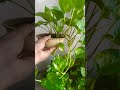 3 secret tips for bushy Money Plant without extra fertilizer