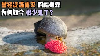 福寿螺究竟能不能吃？曾经泛滥成灾的福寿螺，为何如今很少见了？