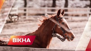 🐎 Дніпровський кінно-спортивний клуб надав прихисток для сотні коней із гарячих точок