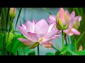 Indonesia 4k : Relaxing Music with beautiful Nature