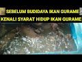 CARA BUDIDAYA IKAN GURAME UNTUK PEMULA-SYARAT HIDUP IKAN GURAME