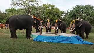 Mysore Dasara  2023- Morning Elephant Walk