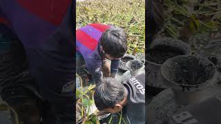 গ্রামের পুকুর সেচে অসাধারণ মাছ শিকারের ভিডিও #shortsvideo #shorts #fishing