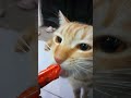 Oren makan sosis  #kucing #kucingoren #shortvideo #shorts