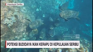 Potensi Budidaya Ikan Kerapu di Kepualuan Seribu