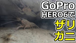 【GoPro】でザリガニを池の中（水中）から観察しました。