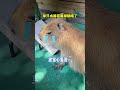 capybara 卡皮巴拉 養水豚君要什麼條件⁉️⛲🌽🥬💰💔👫 capybara 水豚 水豚君 卡皮巴拉 呆萌 cute 可愛い 萌寵 療癒 short