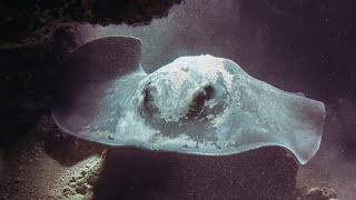 Facts: The Round Fantail Stingray