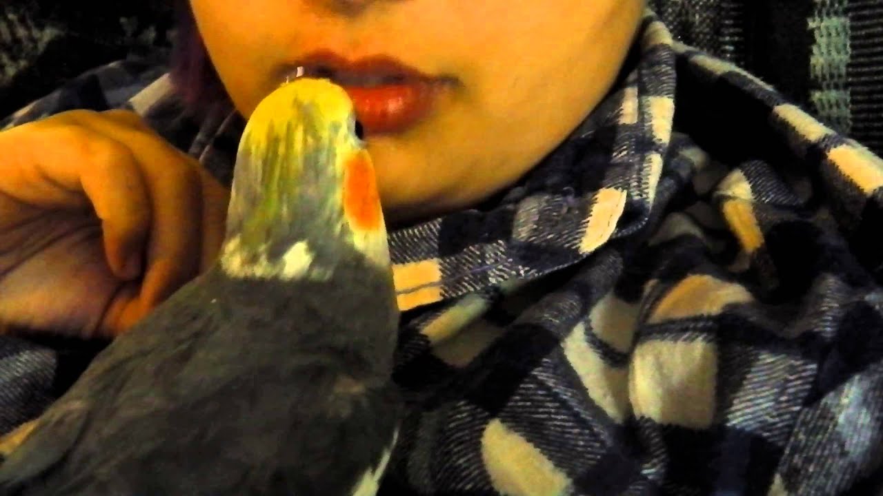Cockatiel Whistling Youtube