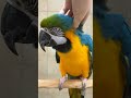 blue gold macaw #macaw #parrot #shorts