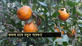 কমলা নিয়ে গবেষণা ও সফলতা | Shylet | Orange | News | Ekattor TV