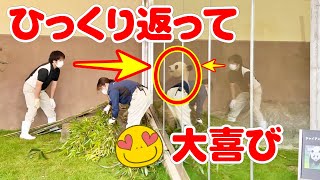 パンダふうひん🍁退出後 飼育員さんと神遊び😍結ちゃんひっくり返ったw