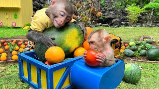 Farmer Bim Bim instructs baby monkey Obi grow and harvest fruit in the farm