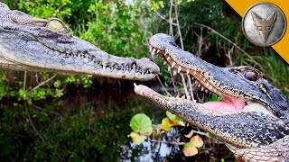 Brave Wilderness | Alligator vs Crocodile!