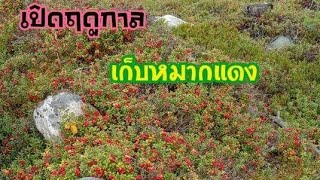 เก็บเบอร์รี่ป่าฟินแลนด์ปี2564 EP.9