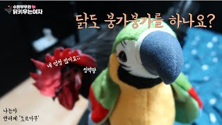 수탉은 붕가붕가를 이렇게 합니다 닭 마운팅 [닭키우는여자] [26]