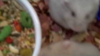 hamsters 112709