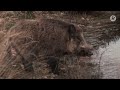 Paciencia, preparación y observación, así son las esperas del jabalí | Cazadores de Lances