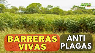 BARRERAS VIVAS ANTI PLAGAS Biocontroladores