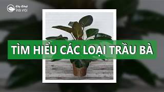 Tìm hiểu các loại cây trầu bà