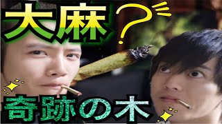 まるで大麻！？奇跡の木「モリンガ」とは！！