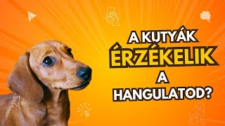 Hogyan érzik meg a kutyák a gazdi érzelmeit?