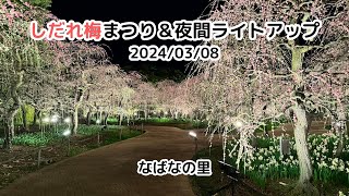 【なばなの里】しだれ梅まつり＆夜間ライトアップ（2024/03/08） / Weeping Plum Festival \u0026 Nighttime Illuminations