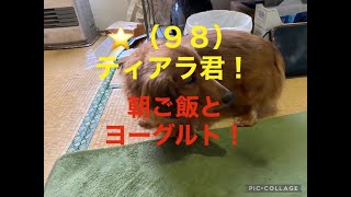 #ミニチュアダックスフンド#犬 ⭐️（９８）ティアラ君の朝ご飯とヨーグルト！