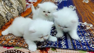 semi punch face Persian kittens in Hyderabad bahadurpura | white Persian cats