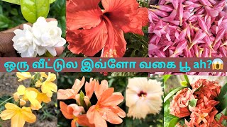 இவ்ளோ வகை பூ ah வாங்க பாக்கலாம்😱😍||variety flower plants||poo sedi||tamil poo