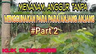 Cara praktis menanam anggur tanpa menggunakan para para/anjang anjang # part 2 - klik subscribe ya