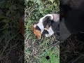 Piros lett a paradicsom #beagle #pets #funny #video