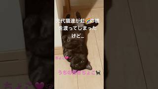 小さな体で大きな存在😻#cat #catlover #アメショー #へそてん#ペット動画 #ペットロス #ねこのいる生活 #ねこ #猫好き #いやし #ねこ動画 #catvideos#癒し動画