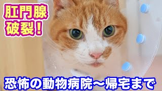 ＜肛門腺破裂！＞マック治療のため恐怖の動物病院へ！帰宅後の猫たちの様子が何とも愛しかった！-Cat Mac was treated at an animal hospital. 2020-08-18