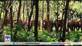 ഉറക്കംകെടുത്തി കാട്ടാനക്കൂട്ടം; ഭീതിയില്‍ പെരുവന്താനം നിവാസികള്‍, നടപടിയില്ല |Wild Elephant| Idukki