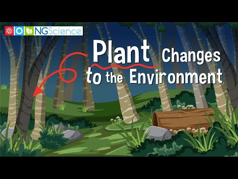 What are some of the tasks an ecologist performs check all that apply researching effects of pollution on plants educating others about the environment studying changes below Earth’s surface studying animals and their habitats researching how animals change over time?
